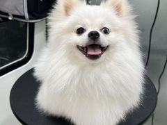 -八公叔叔宠物美容连锁(春申店)