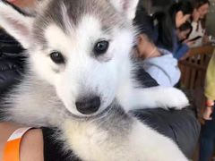 -Husky Go! 哈士奇体验馆·宠物咖啡厅狗咖