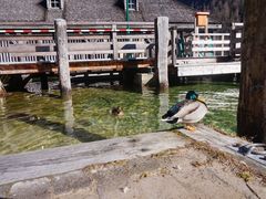 -柯尼希湖