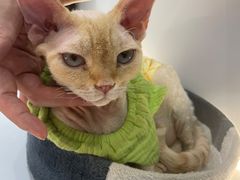 -COLOR PETS 撸猫馆·购猫·猫咖(长风大悦城店)