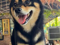 -柴犬高等学院·狗咖·柴犬售卖·宠物训练