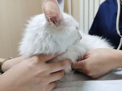 -喜多萌中农锦绣动物医院24H·猫科·牙科MRI·CT