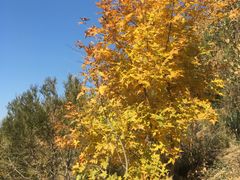 -北京稻香村(第三店)