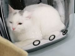 -中农国际动物医院24小时·猫科·骨科·急重症中心