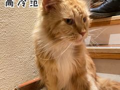 -猫小院猫主题餐厅(南锣旗舰店)