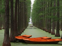 -渌洋湖湿地公园