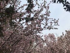 -海棠花溪(元大都城垣遗址公园)