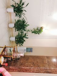 -碧莲盛·不剃发植发