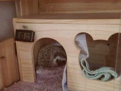 吃饼人披萨(西南角店)-吃饼人西餐(南开店)