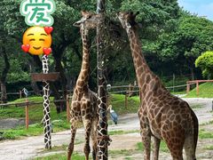 -深圳野生动物园