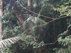 -海南霸王岭国家森林公园