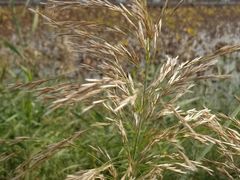 -天津东丽湖风景区