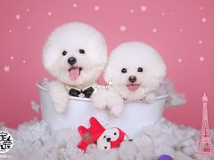 -超宠爱宠物摄影-Super pet