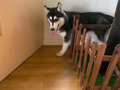 -Husky Go! 哈士奇体验馆·宠物咖啡厅狗咖