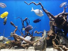 -烟台海昌鲸鲨海洋公园