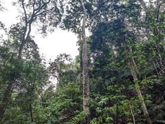 -西双版纳原始森林公园