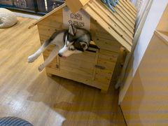 -Husky Go! 哈士奇体验馆·宠物咖啡厅狗咖