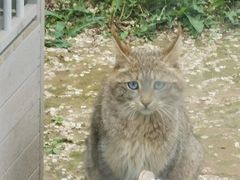 -青藏高原野生动物园