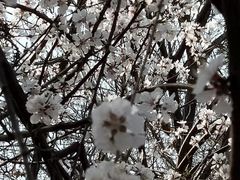 -桃花堤公园