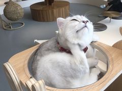-飞行喵MR PILOT|猫舍·猫咖(静安大融城店)