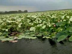 -微山湖红荷湿地景区
