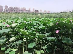 -前关湿地公园