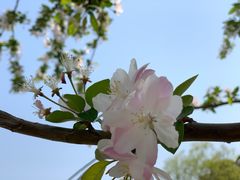 -海棠花溪(元大都城垣遗址公园)