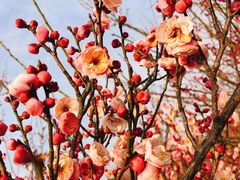 -蜀冈西峰生态公园