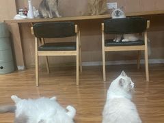 -MOCHA明星猫咖(田子坊店)