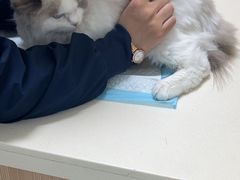 -全心全意连锁动物医院·微创中心·内科急重症·心脏专科(丰管路店)