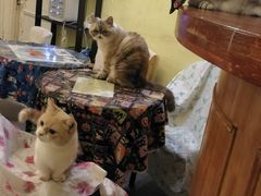 -猫色咖啡·猫咖