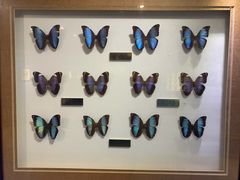 -上海昆虫博物馆