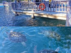 -广东惠东海龟国家级自然保护区