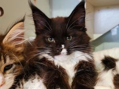 -70cat德文卷毛猫·缅因猫纯种猫舍