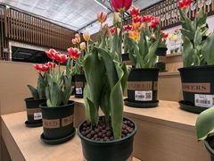 -荷兰花海