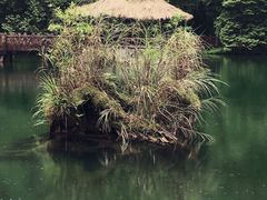 -阿里山神木遗迹