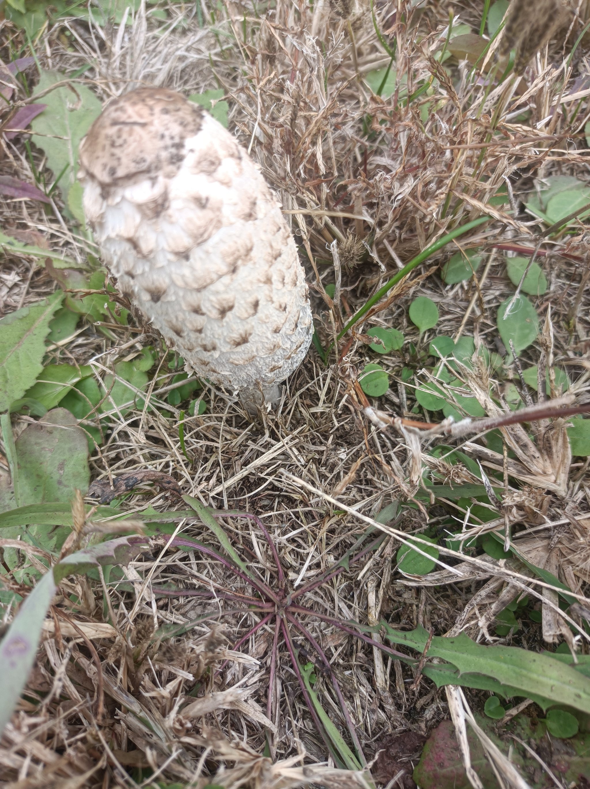 草地上的蘑菇图片