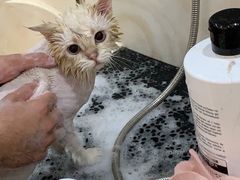 -e嘉宠物店(北大街店)