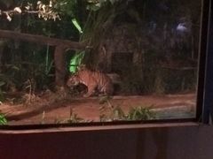 -清迈夜间动物园