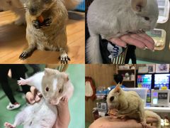 -藦茜花园宠物主题亲子互动体验馆(国顺东路店)
