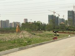 -菊园百果园