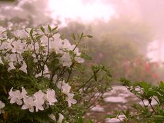 -梧桐山风景名胜区