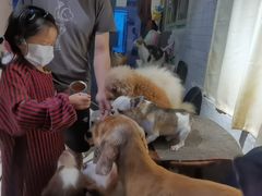 -萌喵宠狗爱心宠咖