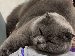 -艾贝尔宠物医院·24H转诊中心·肿瘤猫专科(江宁双龙店)