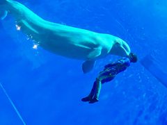 -芜湖新华联大白鲸海洋公园