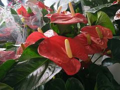 -金科花卉市场