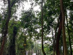 -南宁良凤江国家森林公园