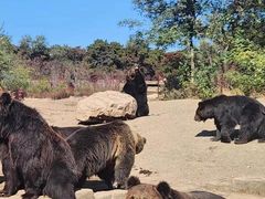 -沈阳森林动物园