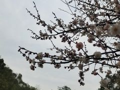 -神光山国家森林公园