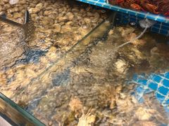 -港畔赶海蒸汽海鲜烧烤自助(仙螺岛店)